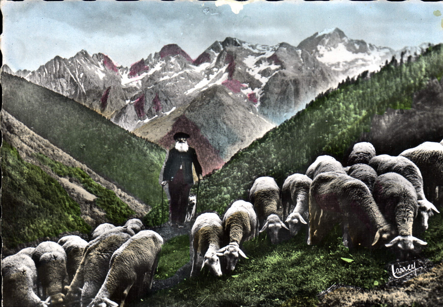 Pâturage dans les Pyrénées — Le vieux berger, Troupeau de moutons — Édit. d'Art LARREY, Toulouse