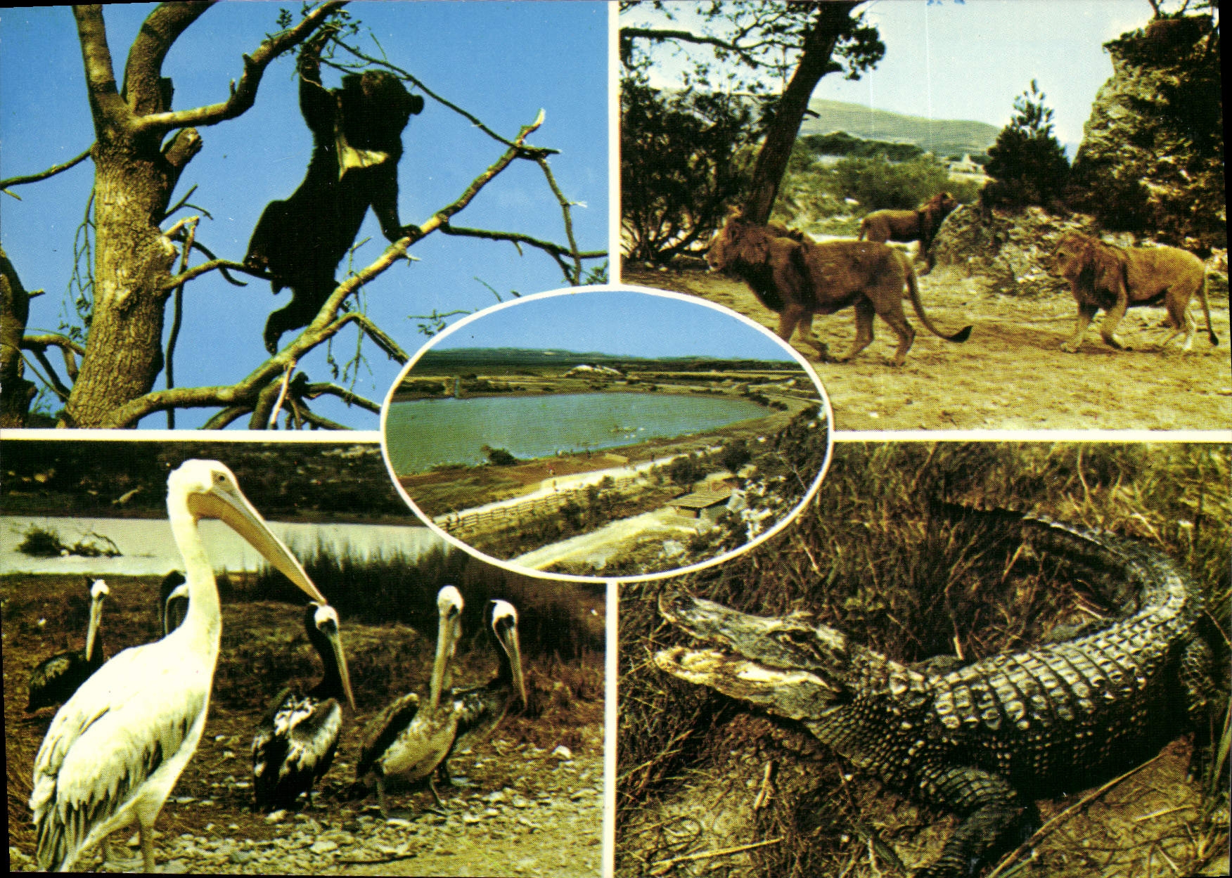 CPA Sigean Reserve Africaine de Sigean Aude 