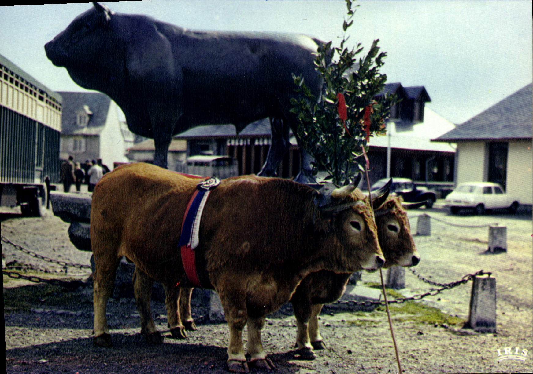 CPA Laguiole Aveyron Les Boeufs de Paques 