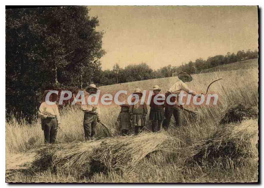 CPA En Auvergne La Moisson 