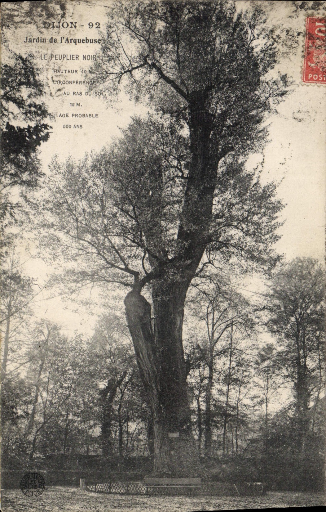 CPA DIJON jardin de l'Arquebuse Peulier noir 500 ans