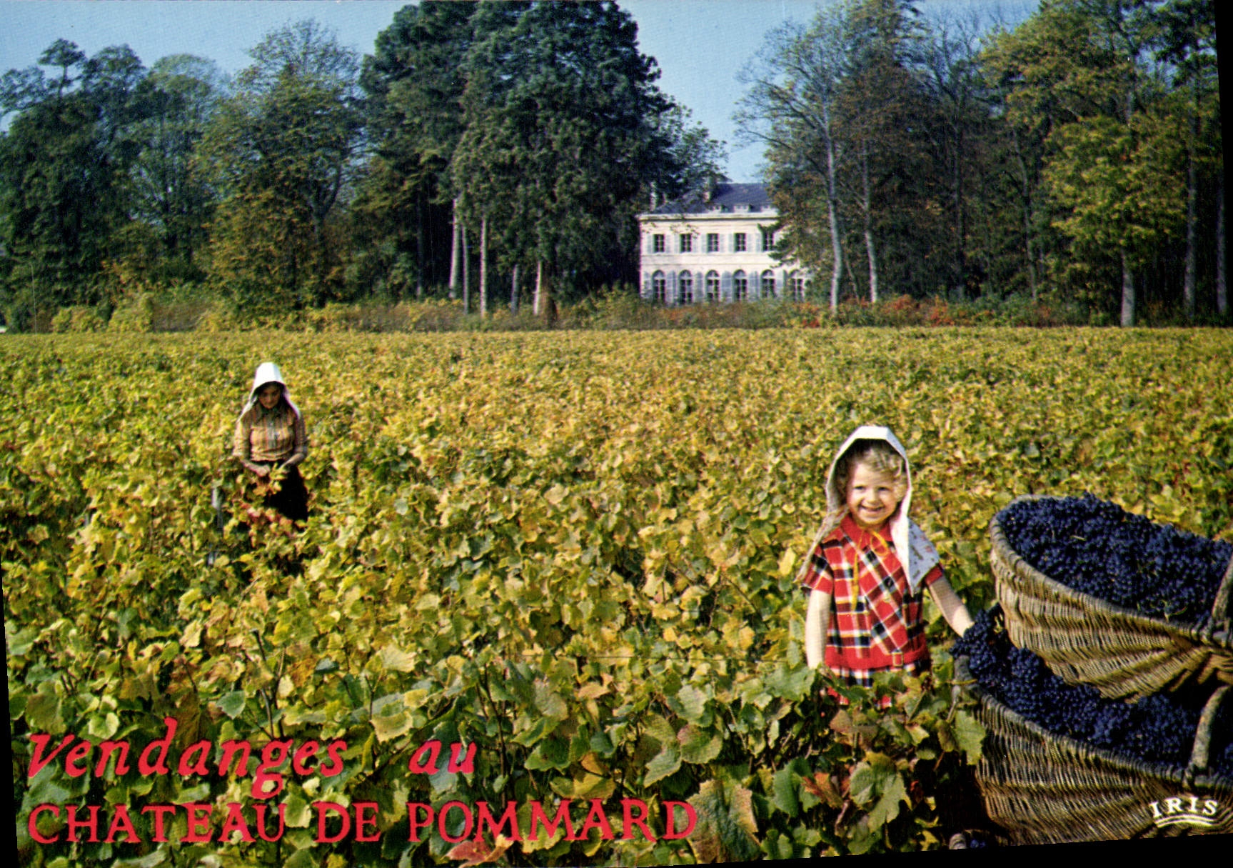 Vendanges au Château de Pommard — Iris, n° 210119