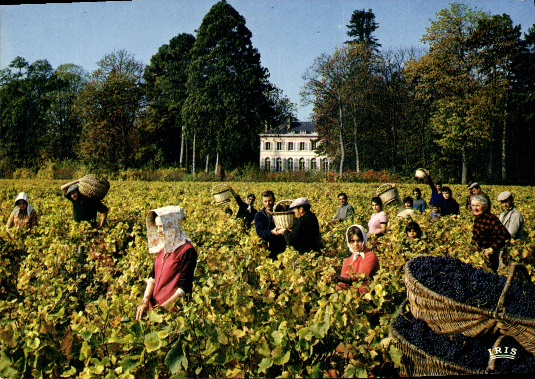 Récolte de vendanges — Château de Pommard — Éditeur IRIS