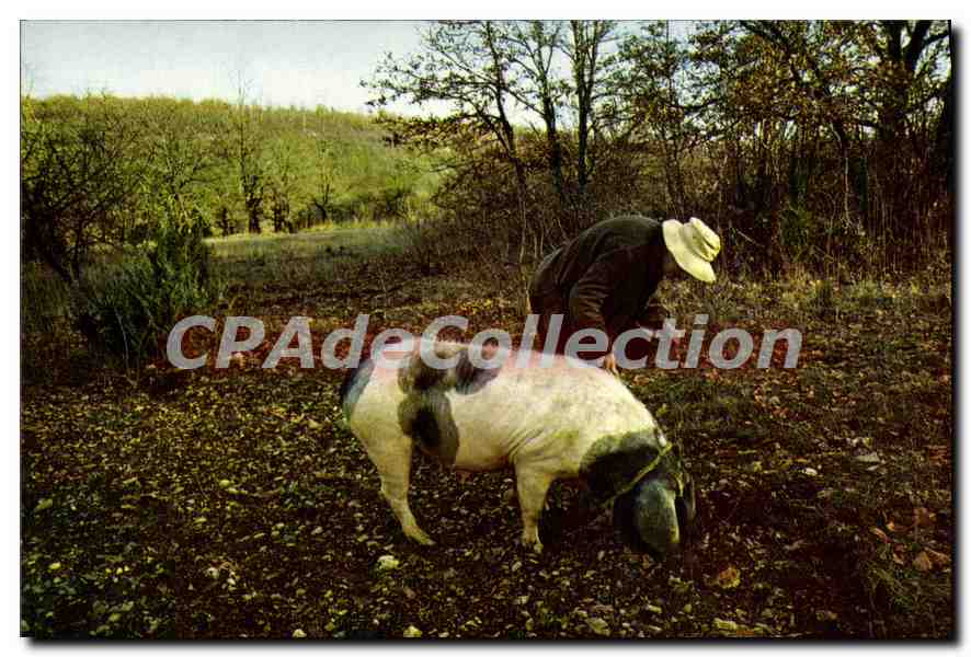 CPSM Le Perigord Pittoresque Chercheur De Truffes cochon truie