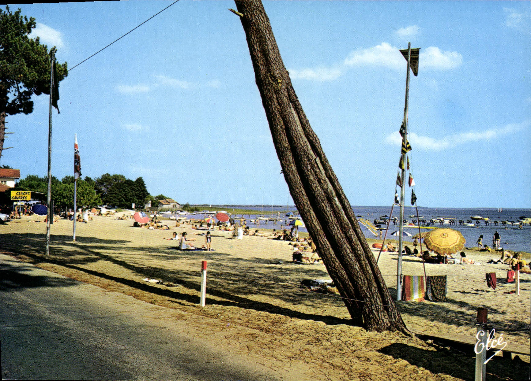Plage de Cazaux — vue de la plage avec un grand pin incliné — Éditeur Elée, n° 33 3666