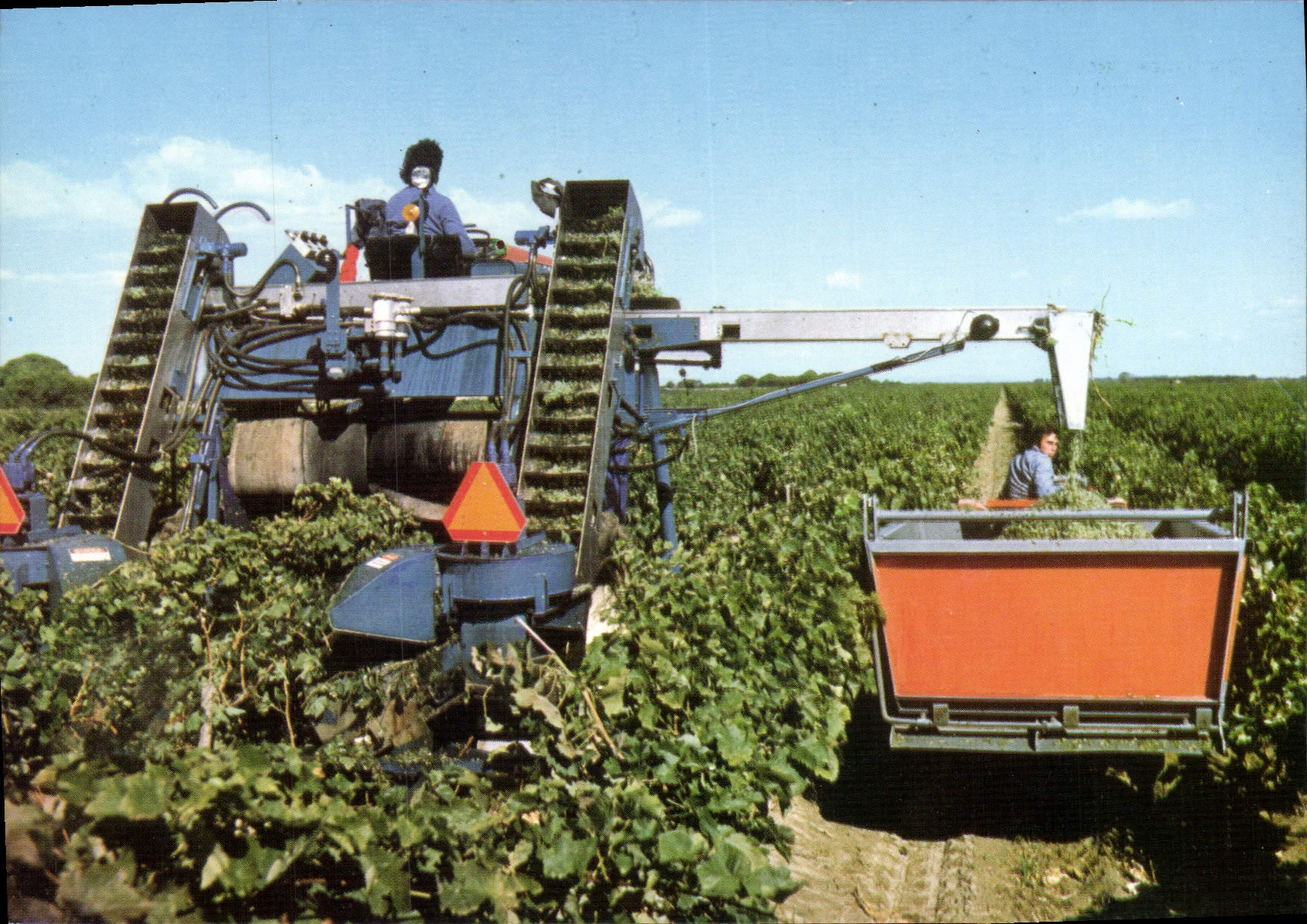Grape Harvest — Viticultural Domains of the Salins du Midi — Listel, Sand Wine