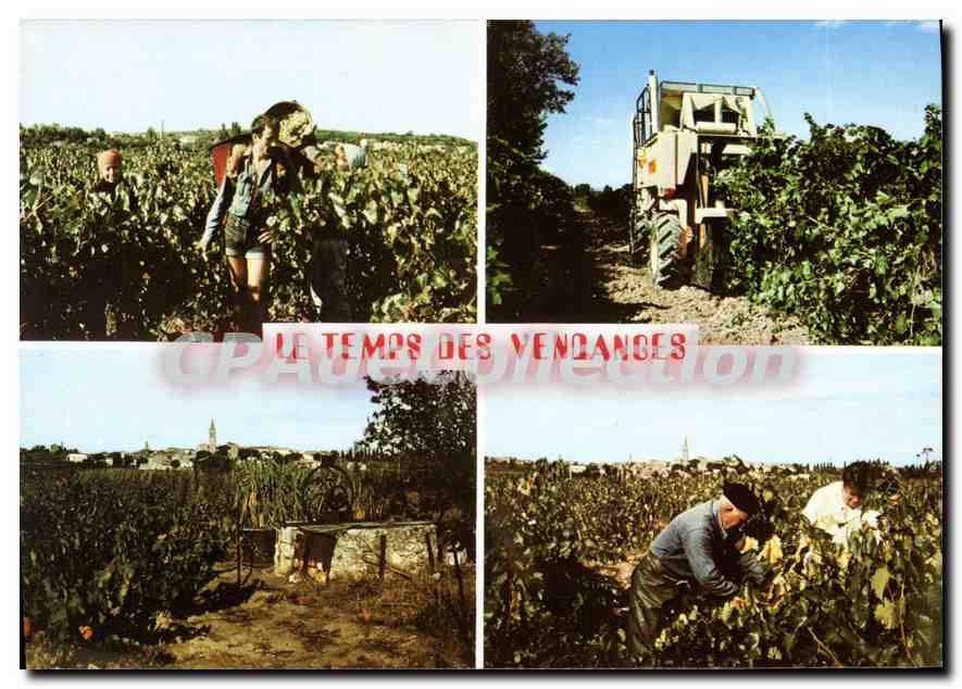 Harvest — The Time of Harvest — Photo Sadian Mirani