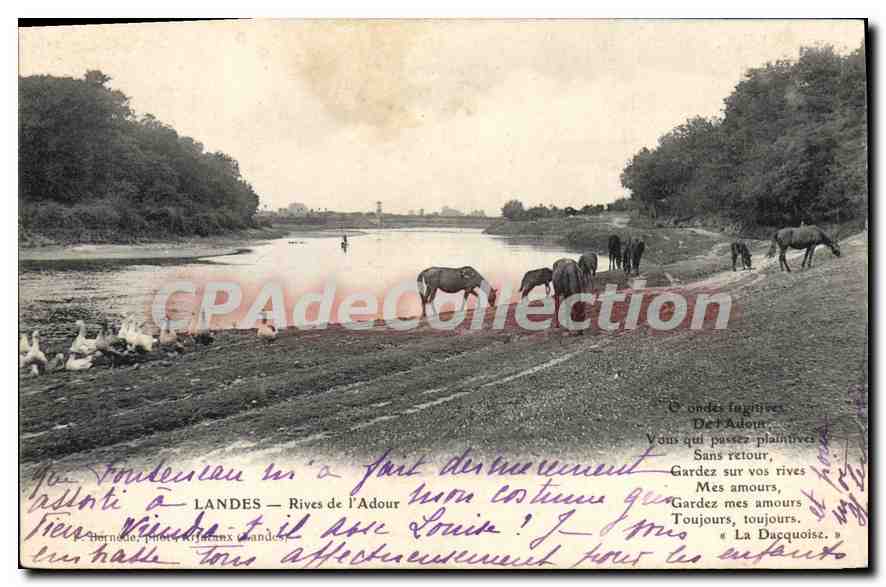 Landes — Rives de l'Adour — P. Thorneau, phot. à Landes