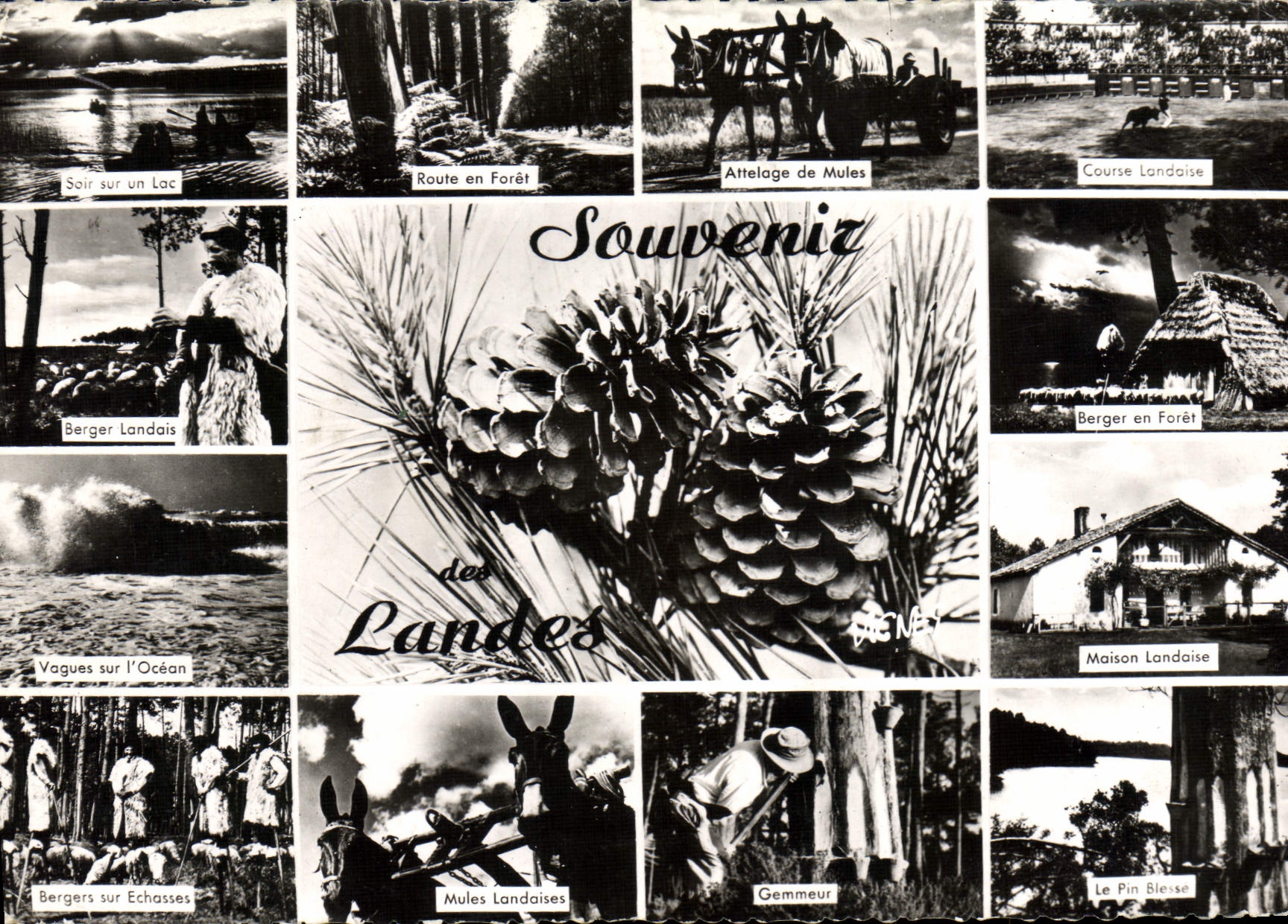 Souvenirs des Landes — Vagues sur l'Océan, Berger Landais, Attelage de Mules, Course Landaise — Éditeur VIGNES