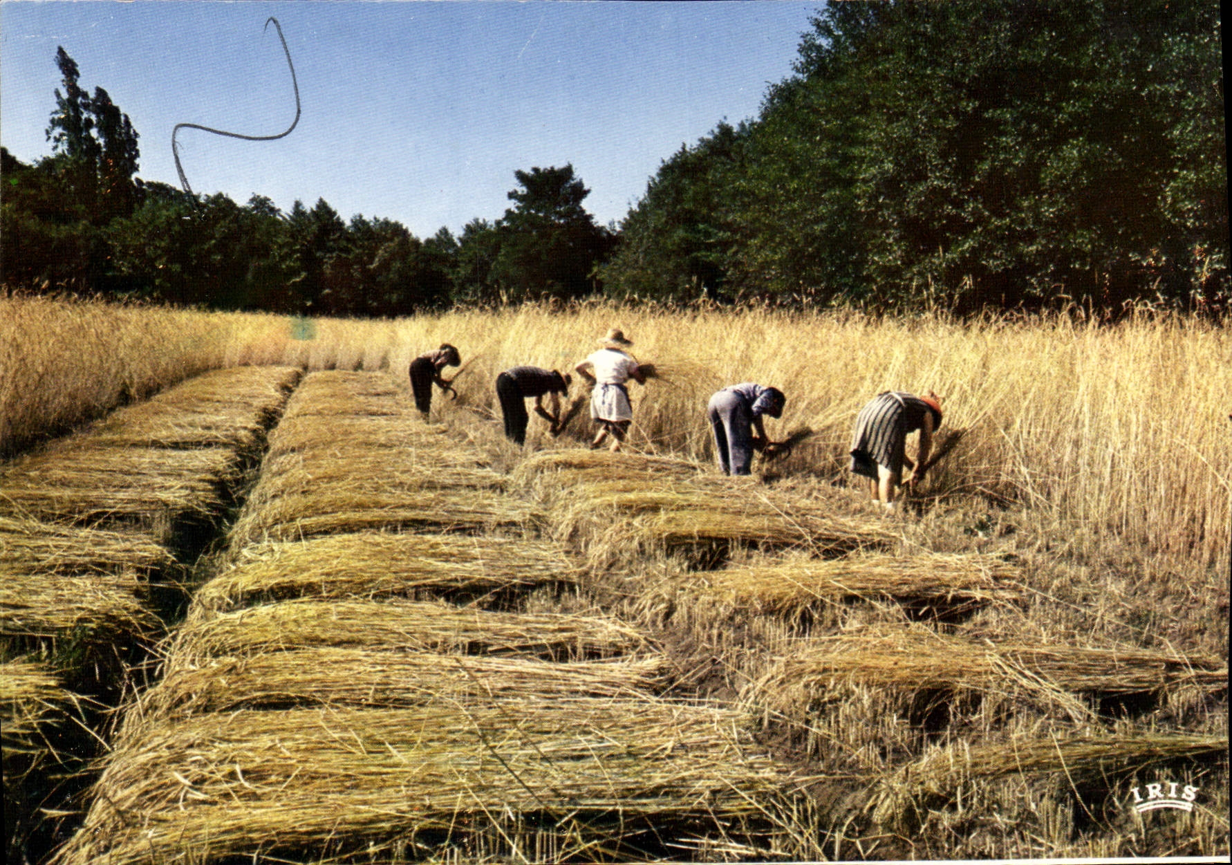 Sciage du seigle à Luxey — Parc Naturel Régional des Landes de Gascogne — Éditions Mexichrome
