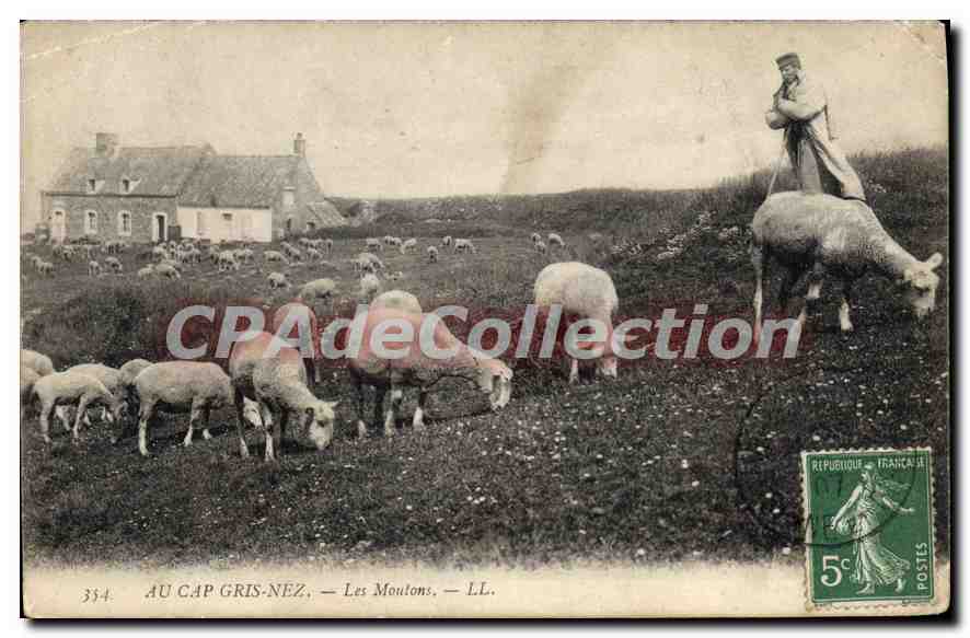 CPA Au Cap Gris Nez Les Moutons