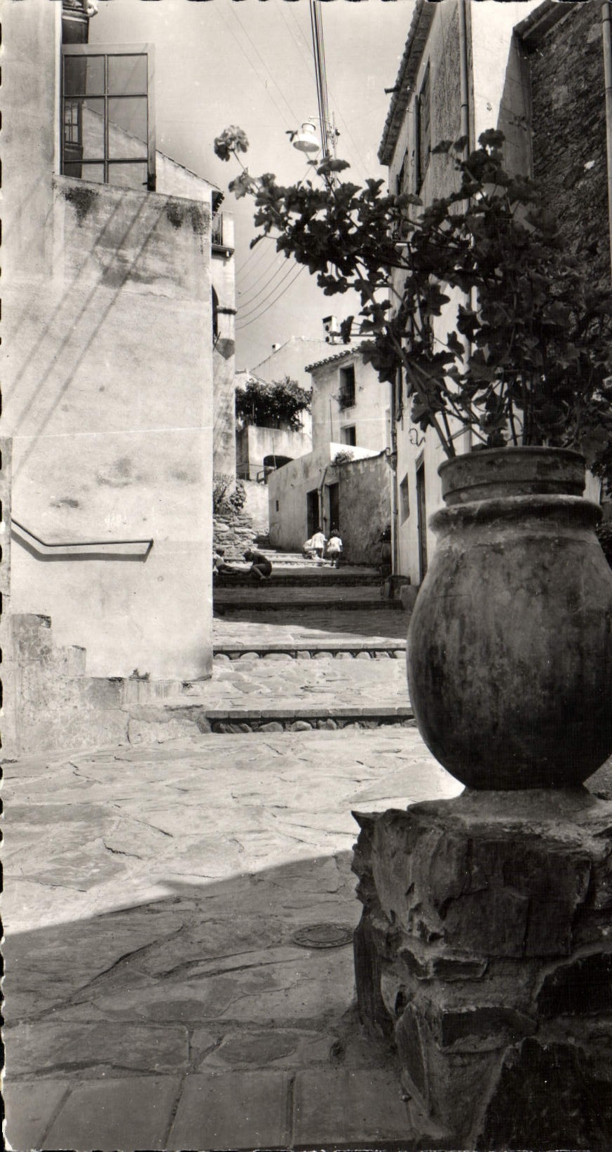 CPA Banyuls Sur Mer La Rue Maillol