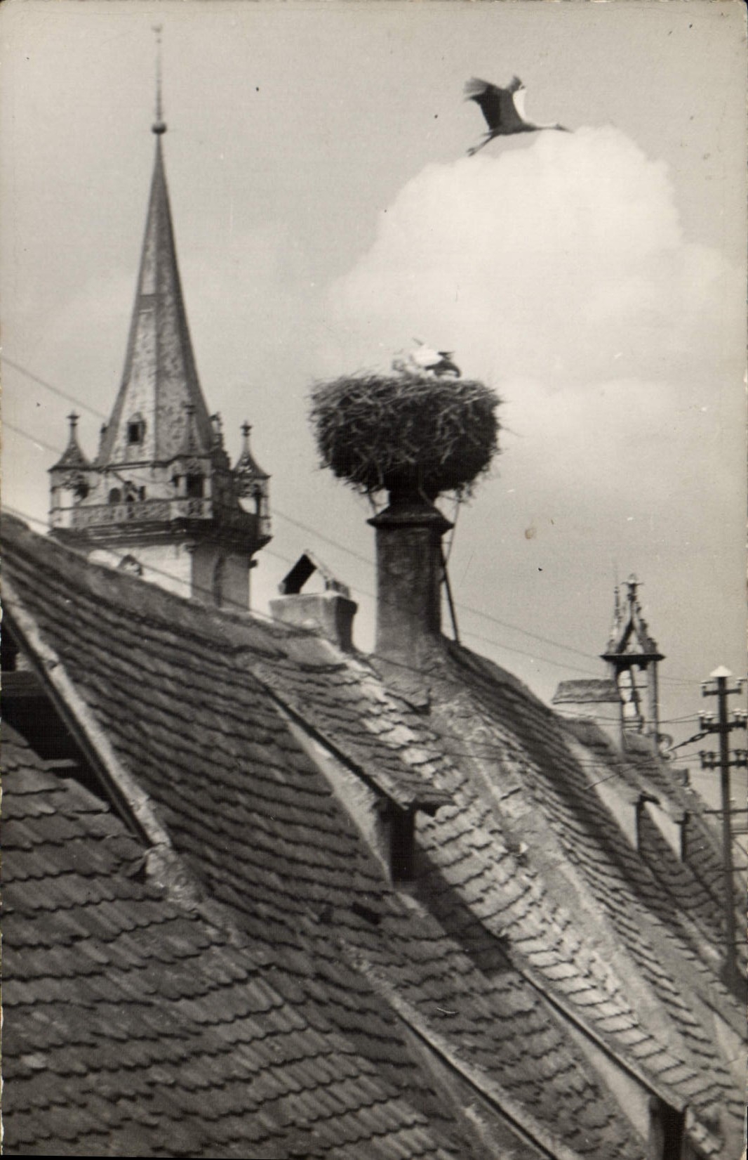CPA Obernai Son Nid De Cigognes