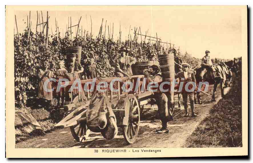 Riquewihr - Les Vendanges — Édition Wibreo, n° 30 - Anverso