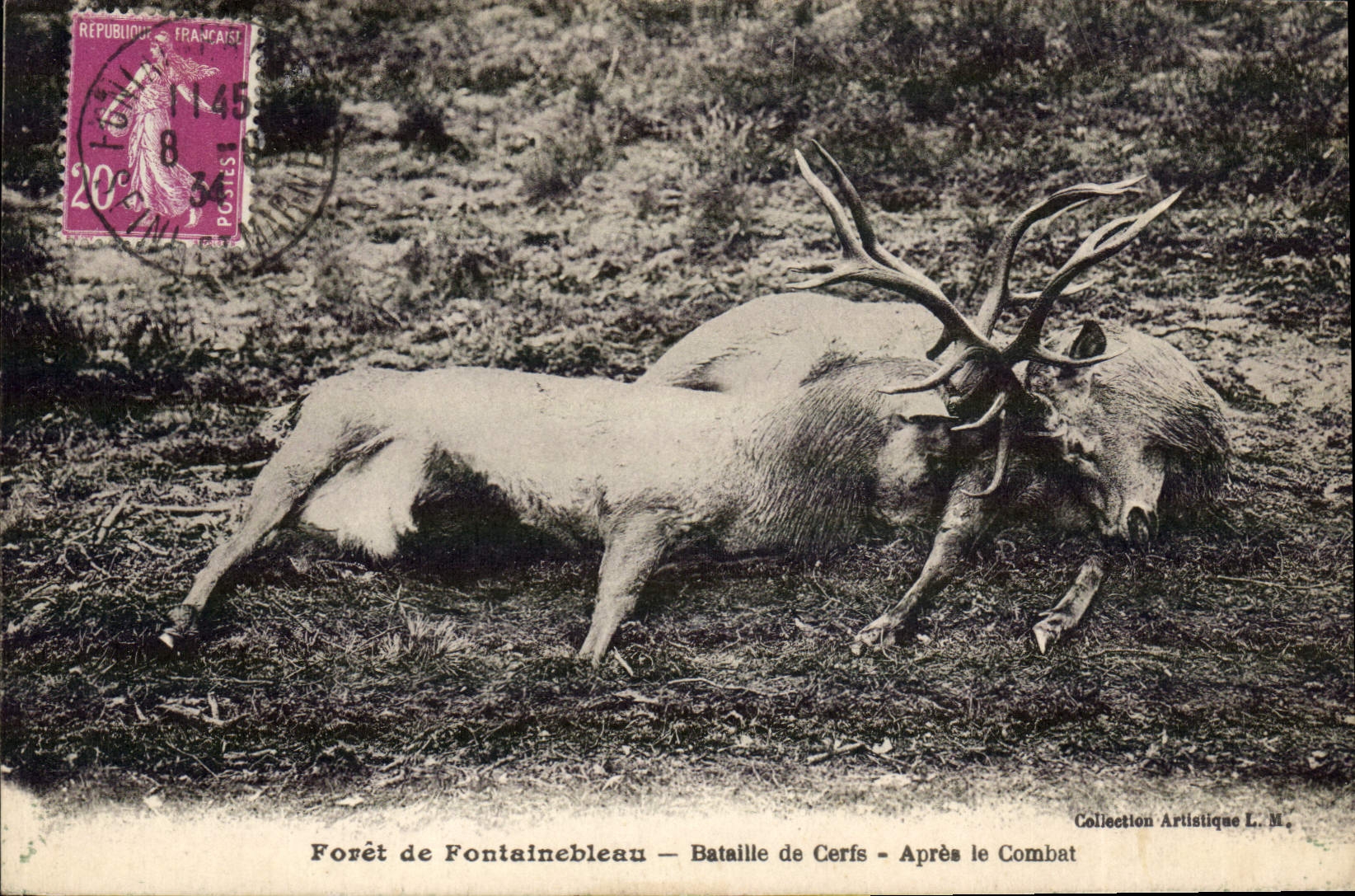 Forêt de Fontainebleau — Bataille de Cerfs — Après le Combat — Collection Artistique L. M.
