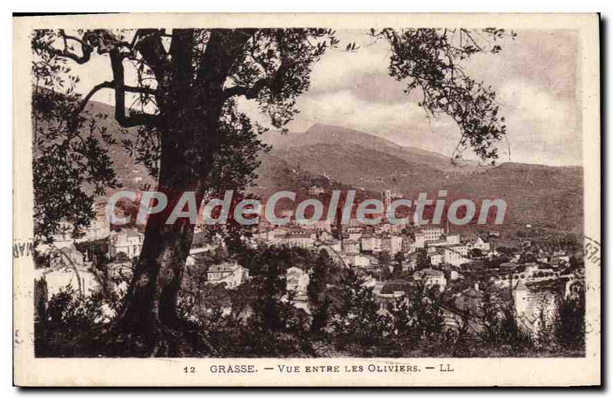 Grasse — Vue entre les Oliviers — LL