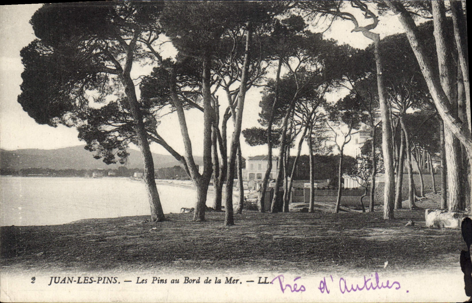 Juan-les-Pins — Les Pins au Bord de la Mer — LL
