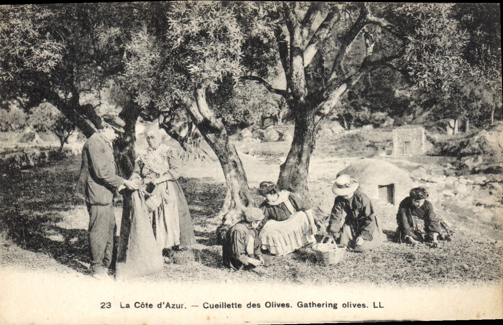 CPA cueillette des olives côte d'azur
