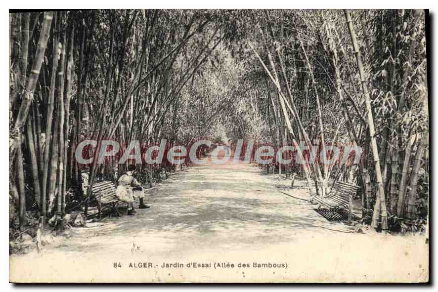CPA ALGER jardin d'essai allée des bambous