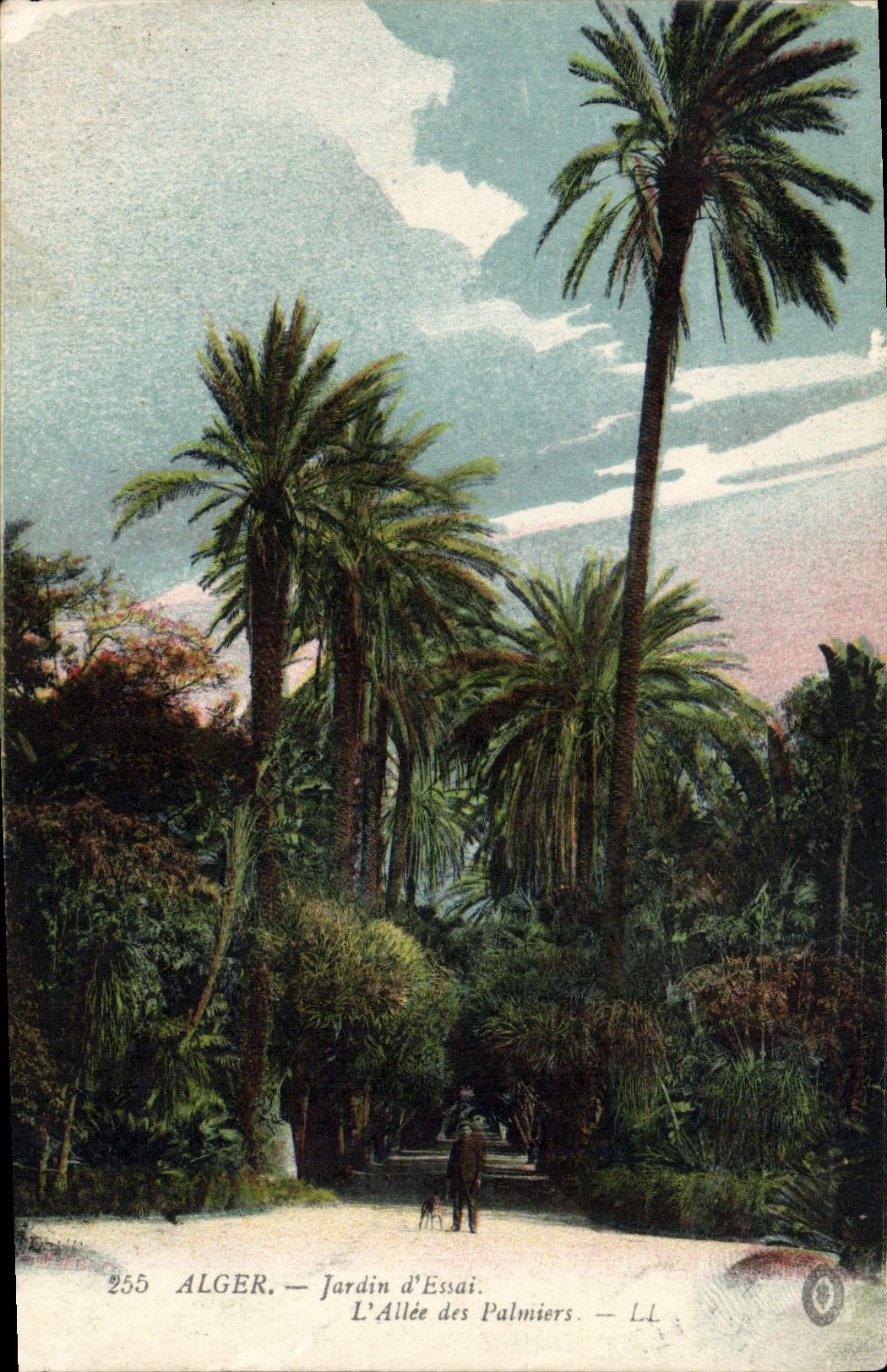 Alger — Jardin d'Essai. L'Allée des Palmiers — LL, n°255