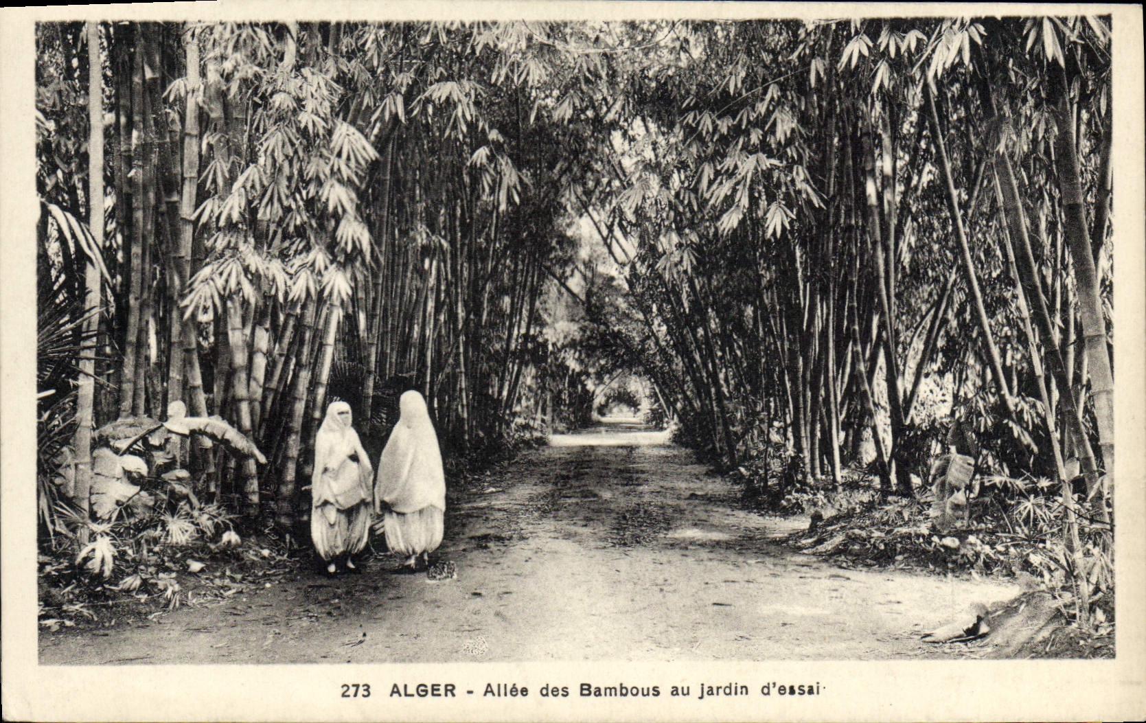 Algéro - Allée des Bambous au jardin d'essai — Éditeur : 273