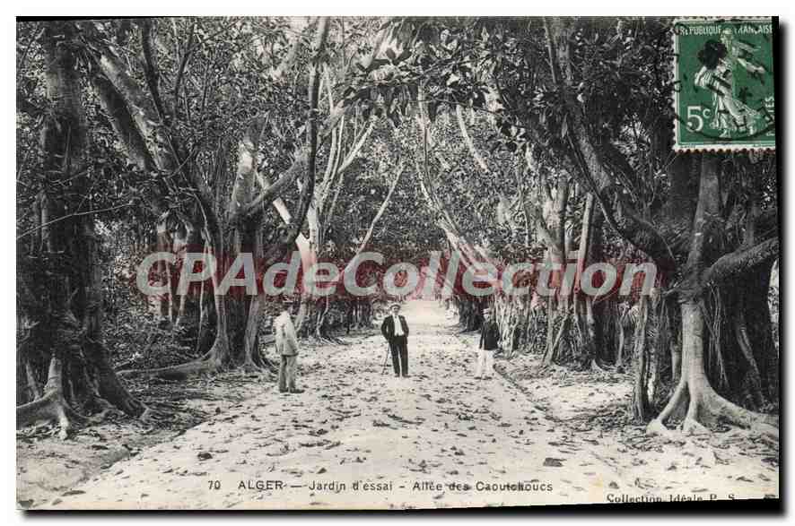 Alger — Jardin d'essai — Allée des Caoutchoucs