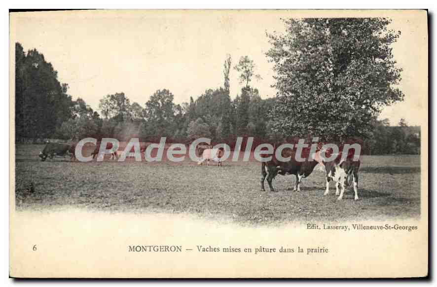 Montgeron — Kühe, die auf der Wiese grasen — Édit. Lasseray, Villeneuve-St-Georges