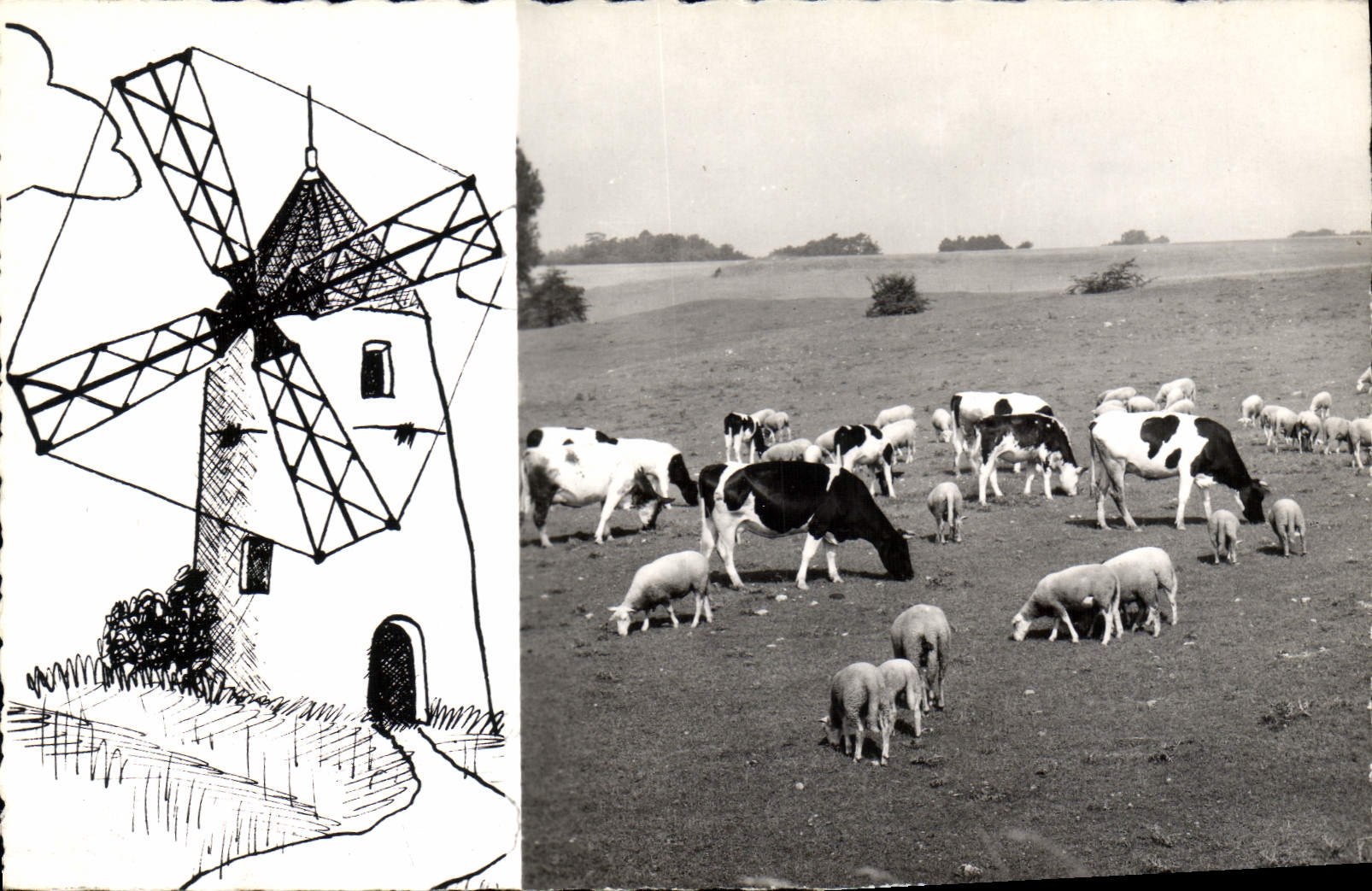 CPA Montfermeil Les Moutons Et Le Moulin