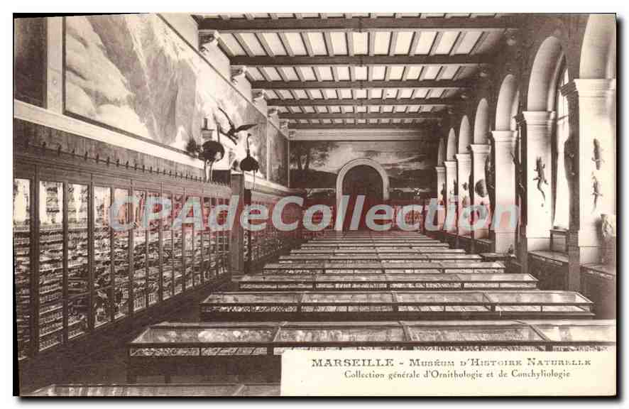 Marseille - Muséum d'Histoire Naturelle — Collection générale d'Ornithologie et de Conchyliologie