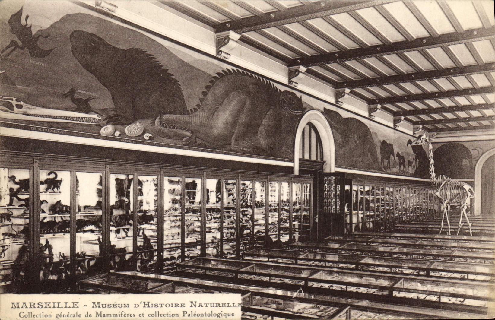 CPA Marseille Museum Histoire Naturelle mammifères collection paléontologique