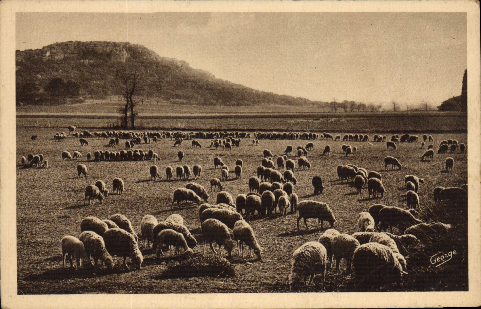 Troupeau de Moutons au pied de la montagne des Cordes — B.-du-R. — éditeur 701