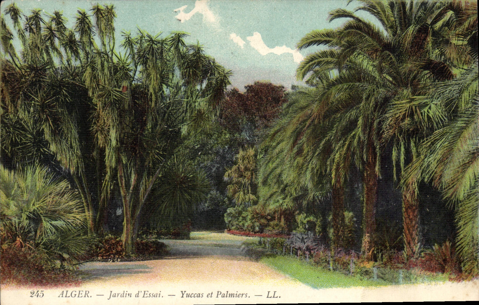 Alger — Jardin d'Essai — Yuccas et Palmiers — LL. — n°245