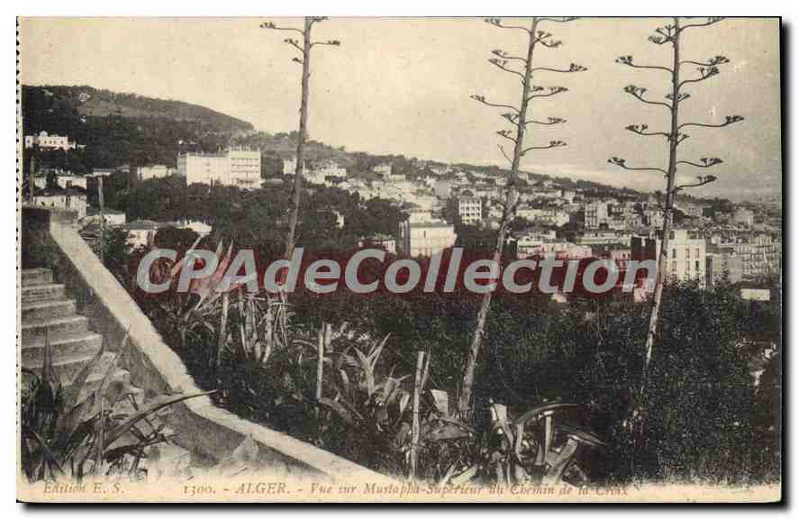 CPA Alger Vue Sur Mustapha Supérieur Du chemin de la croix