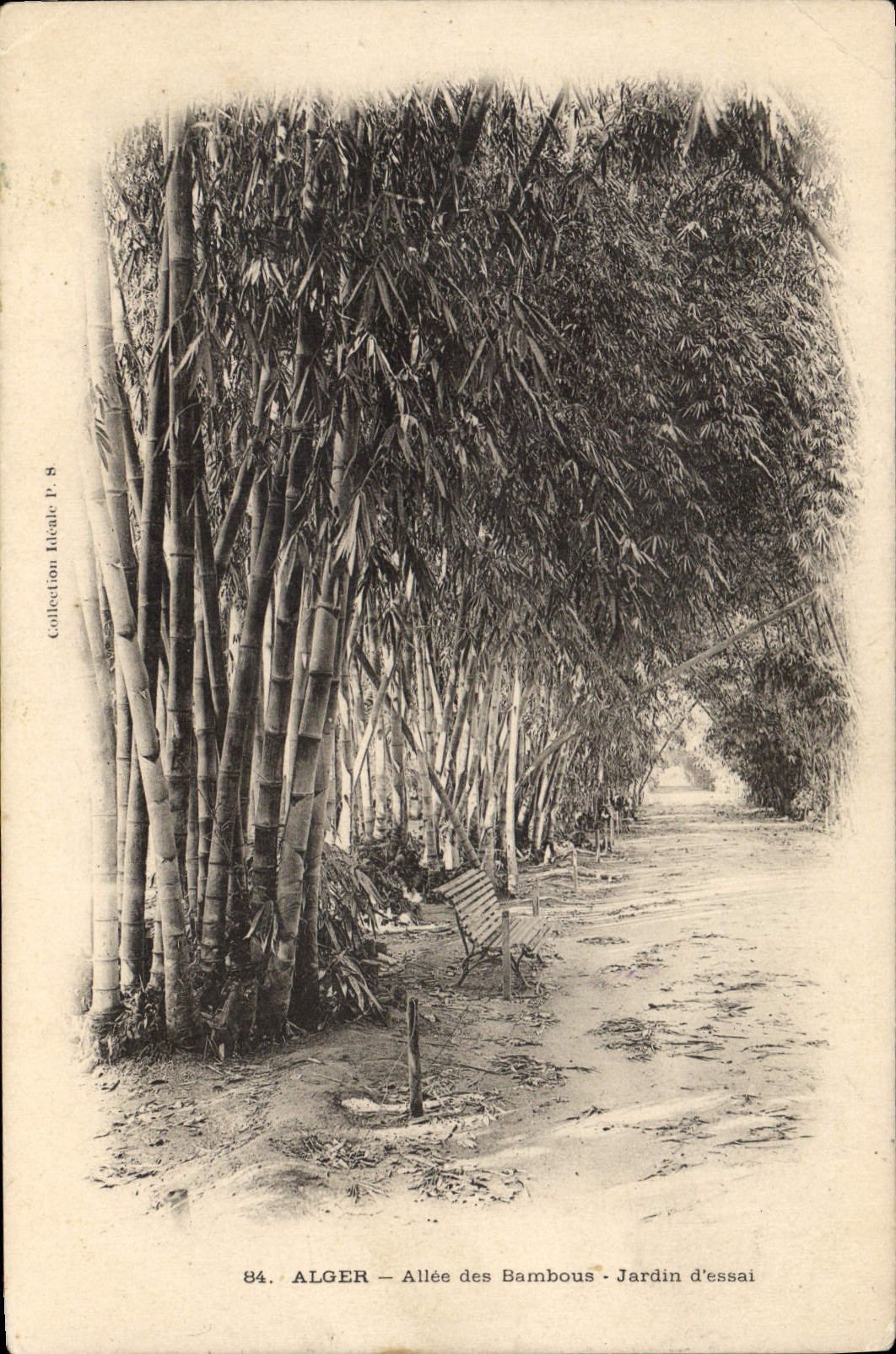 ALGER — Allée des Bambous — Jardin d'essai — Collection Riteale P. 8