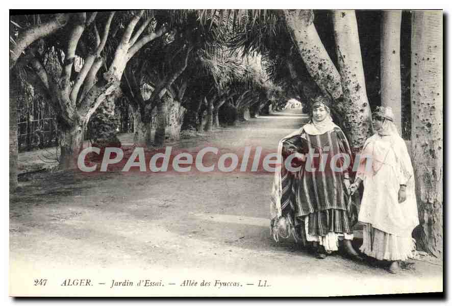 CPA Alger Jardin D'Essai Allee Des Fyuccas
