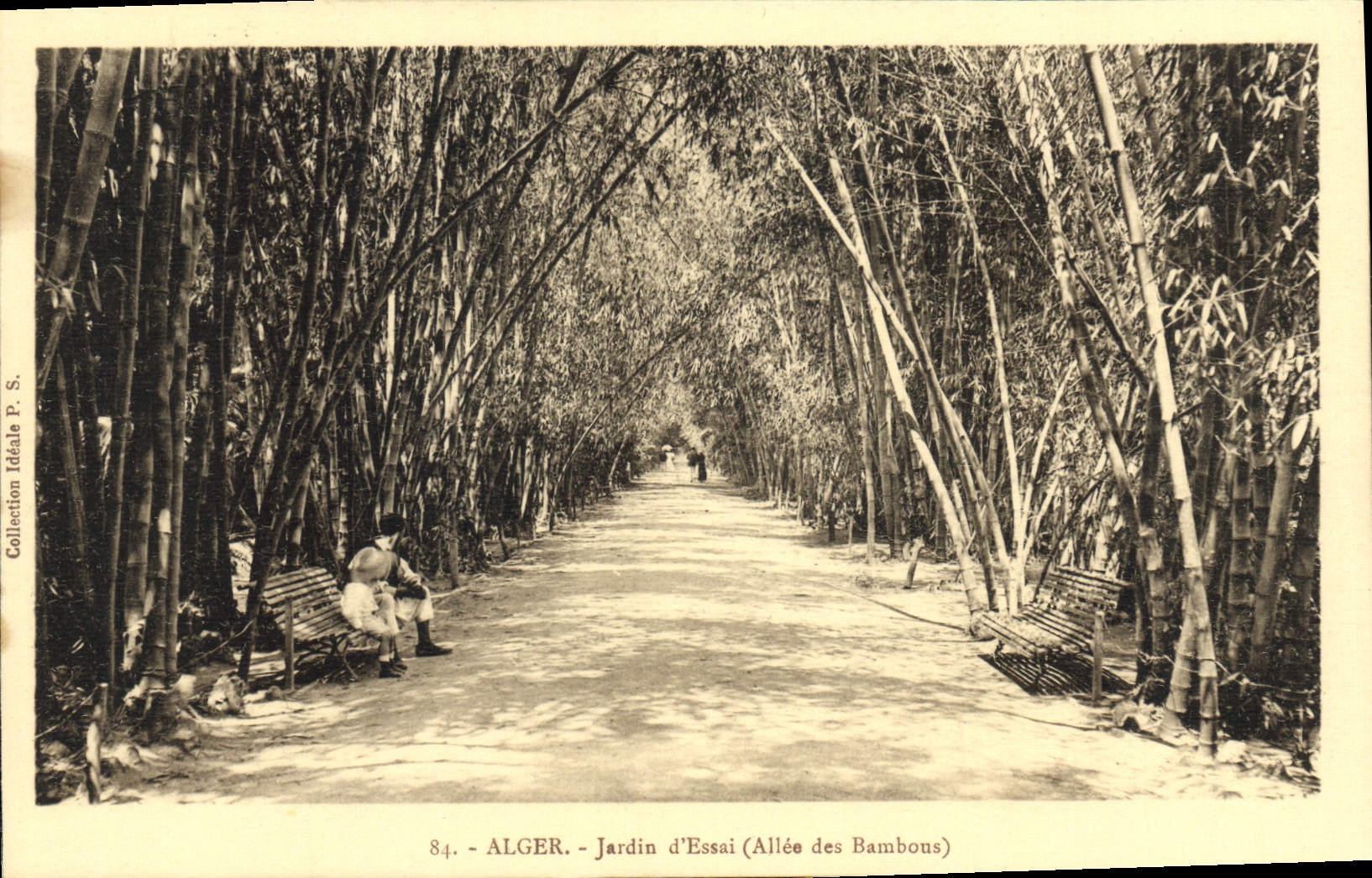 Algéro - Jardin d'Essai (Allée des Bambous) — Collection Idéale P. S. n°84