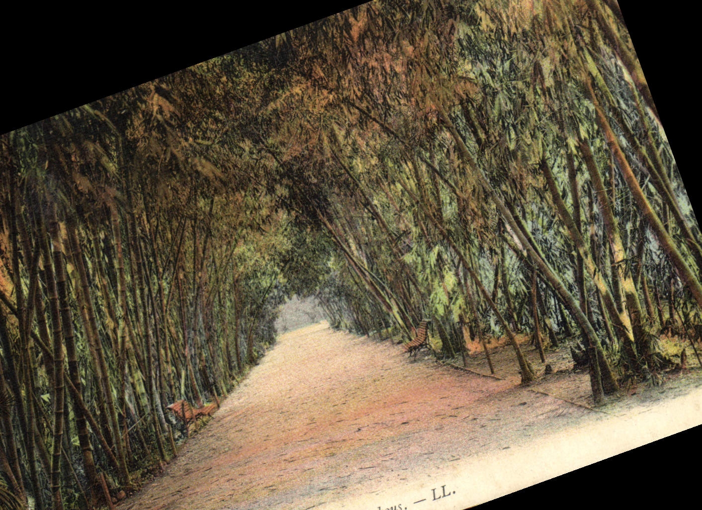 Bamboo Forest — LL.