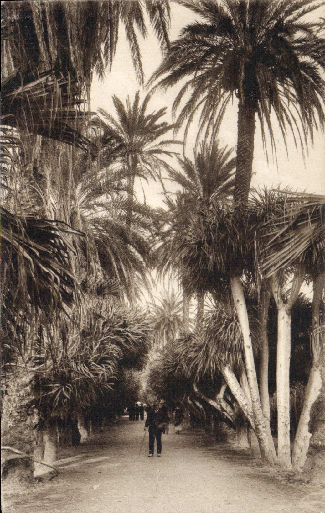 CPA Alger Jardin D'Essai Allee Des Joucas