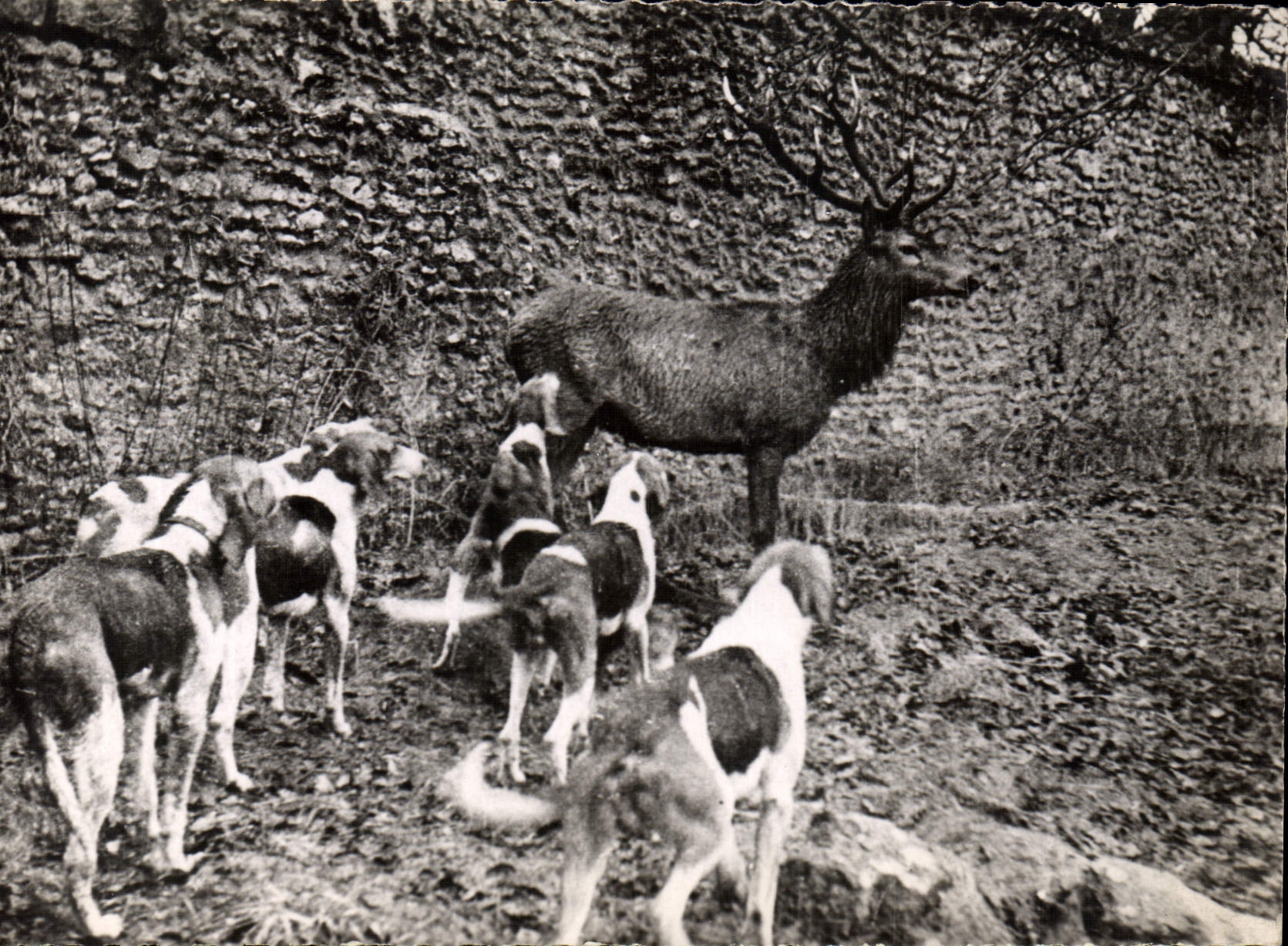 Chasse au cerf — Saint-léger-en-Yvelines — éditeur M. Aube, n°15