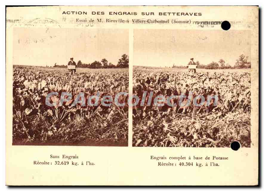 CPSM essai de Bieuville à Villers Carbonnel action des engrais sur betteraves potasse