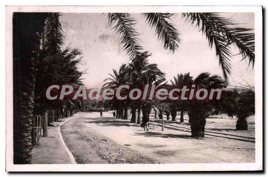 Avenue des Palmiers — Bandol-sur-Mer — éditeur inconnu