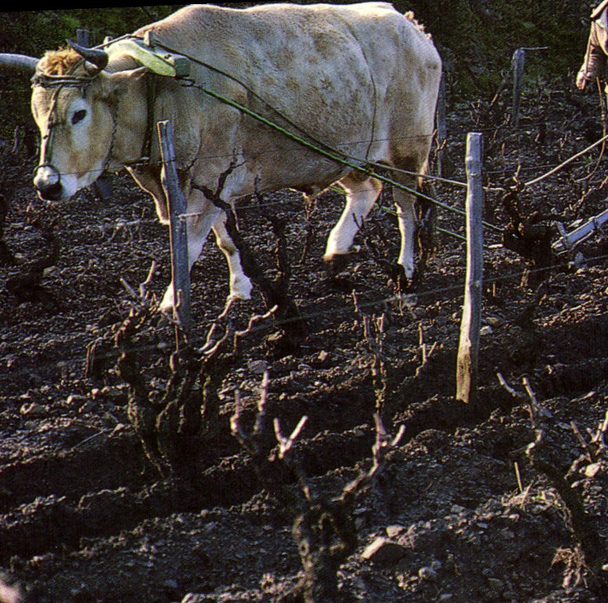 Vigneron Labourant avec un Bœuf — (Oletta) Région de Patrimonio — Société d'Annonces et de Diffusion