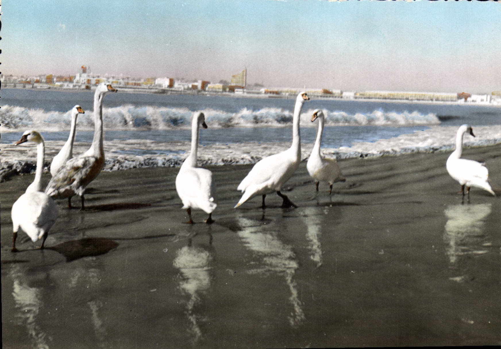 Royan — Le Séjour des Cygnes sur les Plages de la Côte de Beauté — Édition d'Art A. VIDEAU