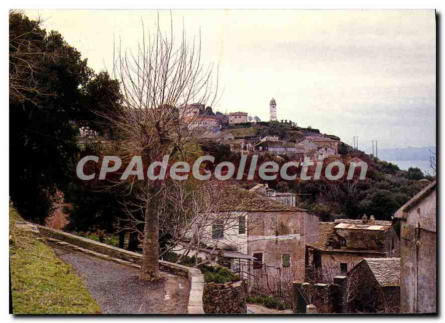 CPSM Cap Corse Canari 