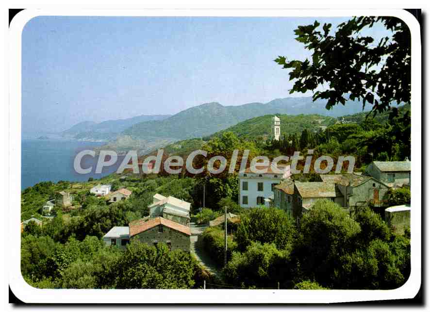 CPSM Charmes Et Couleurs De La Corse Pino