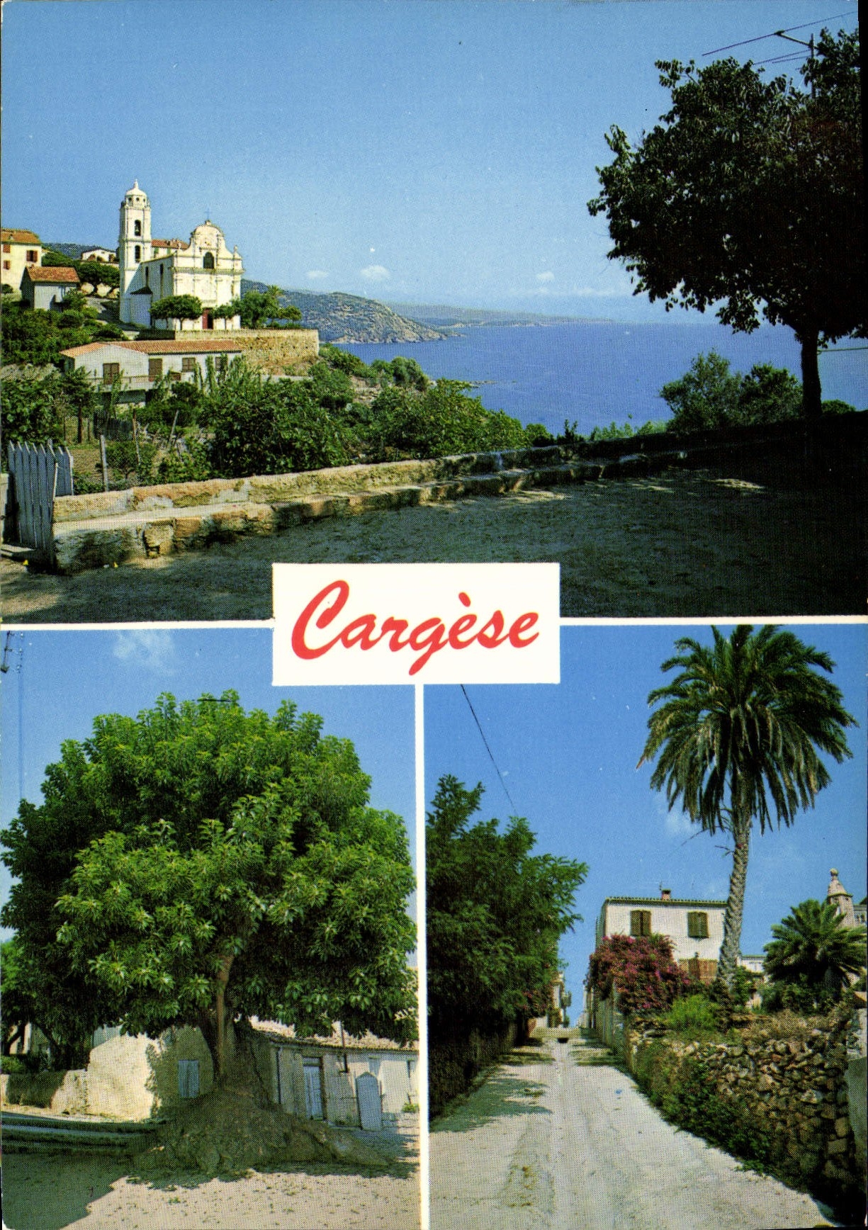 CPSM Cargese Corse L'Eglise Et Le Golfe phytolacca dioïca