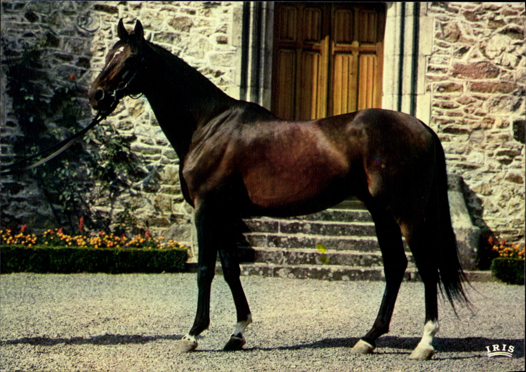 CPSM Pompadour Paris Jour Bain Ne En 1962 haras de quetieville Mezidon Herbager Petite Hutte