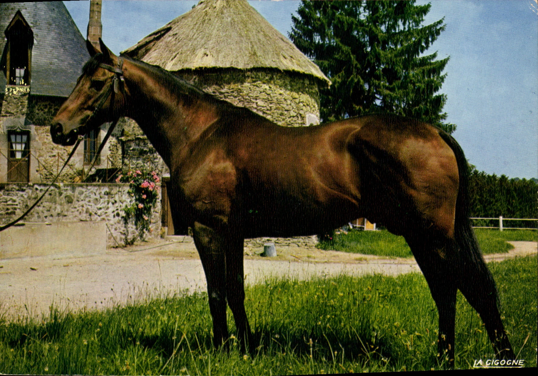 Cheval au haras — Étalon du haras national — La Cigogne