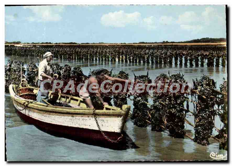 La Mytiliculture en Charente-Maritime — 3 - Bouchots à Moules — COMBIER (Sas-L) "GIM"