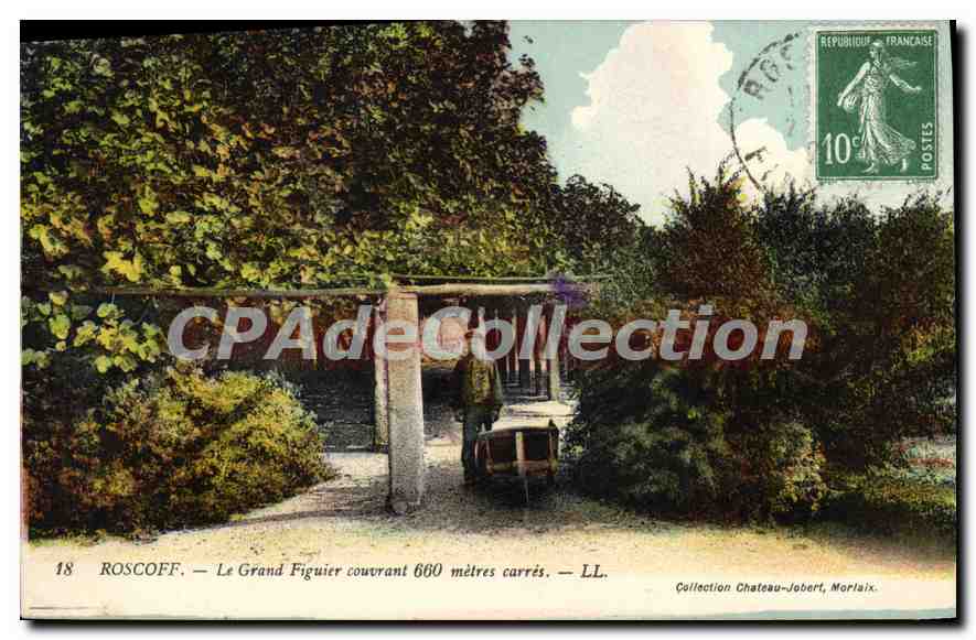 CPA Roscoff Le Grand Figuier Couvrant 660 mètres carrés